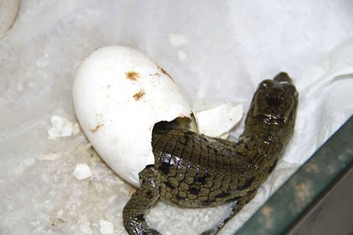 Naissances au Crocoparc d'Agadir Naissances au Crocoparc d'Agadir