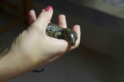 Naissances au Crocoparc d'Agadir Naissances au Crocoparc d'Agadir