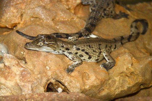 Naissances au Crocoparc d'Agadir Naissances au Crocoparc d'Agadir
