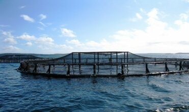 Dakhla-Oued Eddahab: 224 projets aquacoles  pour 800 MDH