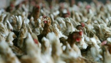 FISA: Pas d’alimentation de volaille cancérigène au Maroc