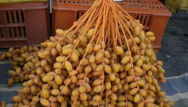 Sidattes 2017: les dattes marocaines ont du potentiel