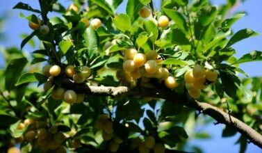Face à des rivaux féroces, l'agriculture française s'accroche