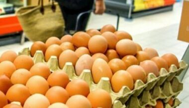 Plus de 4 milliards d’œufs produits au Maroc en 2016