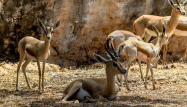 Nouvelles naissances au Jardin zoologique national de Rabat