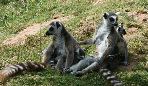 Nouvelles naissances au Jardin zoologique national de Rabat