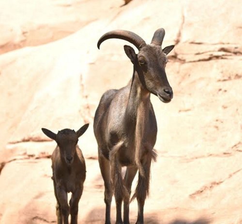 Nouvelles naissances au Jardin zoologique national de Rabat
