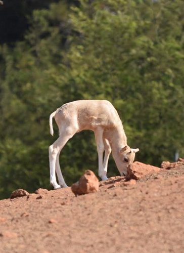 Nouvelles naissances au Jardin zoologique national de Rabat