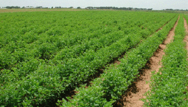 Pilier II du Plan Maroc Vert: 1.653 MDH pour 110 nouveaux projets en 2018