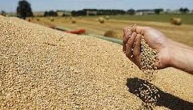 Gromic remporte l'appel d'offres pour l'importation de 30.000 T de blé tendre américain