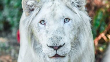 Le lion blanc arrive au zoo de Rabat