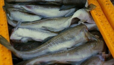 Maroc-UE. 66% des retombées de l’accord de pêche bénéficient aux provinces du sud