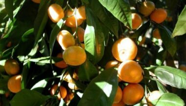Banque mondiale: un prêt de 200 M$ pour soutenir le secteur agroalimentaire marocain