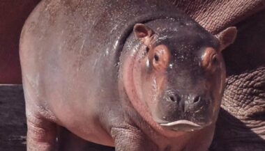 Naissance d'un bébé hippopotame au zoo de Rabat