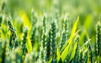 Agriculture. Le mois de janvier sera décisif pour les céréales