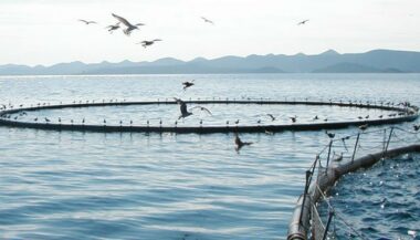 Aquaculture marocaine: une production de 510 tonnes en 2016