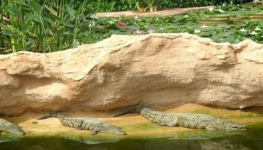 Le &ldquo;Jardin des cactus&rdquo;, nouvelle extension du parc à crocodiles d’Agadir