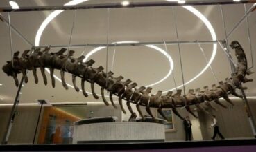 Le Maroc veut rapatrier la queue de dinosaure exportée illégalement au Mexique