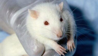 Un vaccin contre le cancer 100% efficace chez les souris