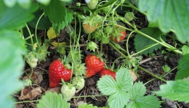 ONSSA : &ldquo;Pas de traces d’hépatite A dans les fraises marocaines&rdquo;