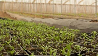 L'Etat va subventionner la certification des produits agricoles biologiques