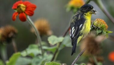 Le monde évalue l'ampleur de la &ldquo;crise&rdquo; de la biodiversité