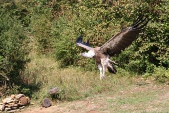 Premier programme de recensement des rapaces au Maroc