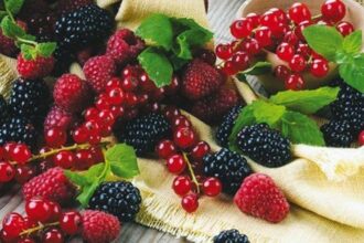 Fruits rouges. Tout ce qu’il faut savoir sur la campagne 2023-2024