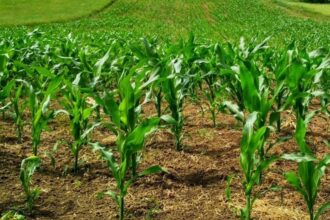 Au Maroc, le stress hydrique est situé entre 25% et 70% (ONU)