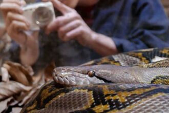 Les anacondas et les pythons arrivent au Crocoparc d'Agadir