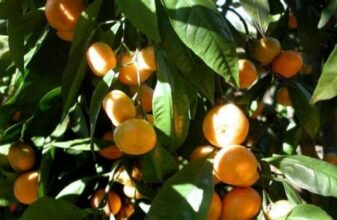 Une année difficile pour les agrumes dans la région méditerranéenne