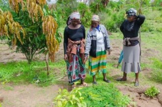 OCP va prédire la demande d’engrais en Afrique grâce au Big Data