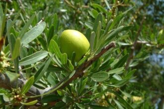 Recherche agronomique : Des avancées depuis le démarrage du PMV