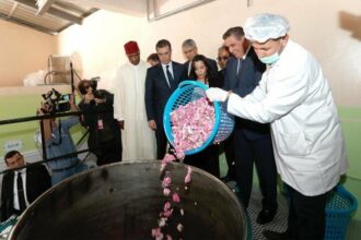 Rose à parfum: la production est estimée à 3.900 T pour 2019