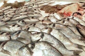 Vers un nouveau système de pesage des captures déchargées par les navires RSW