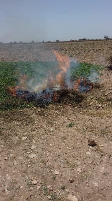 Menthe non conforme: l'Onssa sévit, champs détruits et Justice saisie