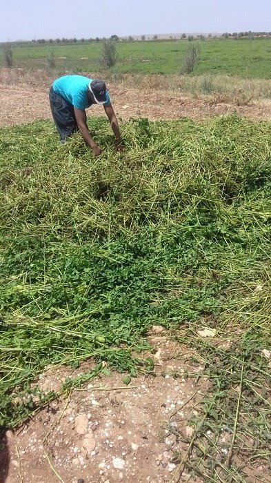 Menthe non conforme: l'Onssa sévit, champs détruits et Justice saisie