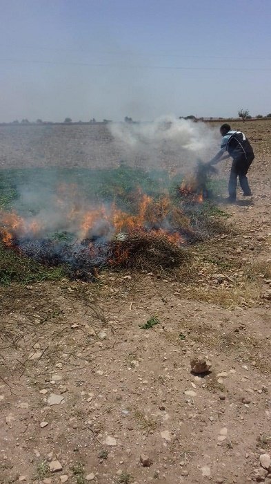 Menthe non conforme: l'Onssa sévit, champs détruits et Justice saisie