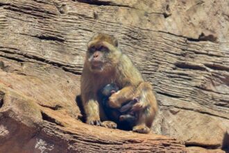 Naissance d'un singe magot au Jardin zoologique de Rabat