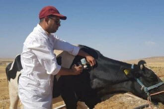 Fièvre aphteuse: près de 1,2 million de bovins vaccinés