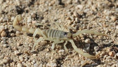 Lancement de la campagne nationale de lutte contre les envenimations