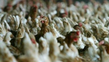 Aviculture: le secteur avance à deux vitesses