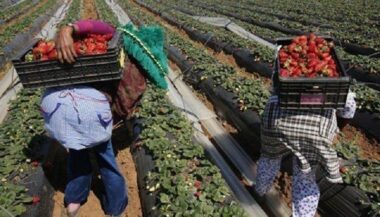 Cueillette des fraises en Espagne: 14.583 Marocains déplacés à Huelva