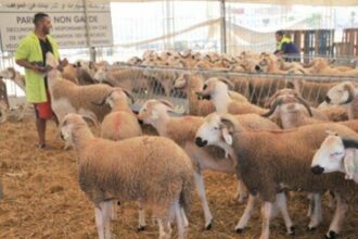Aid Al Adha: Comment l'ONSSA a géré le contrôle et la sensibilisation