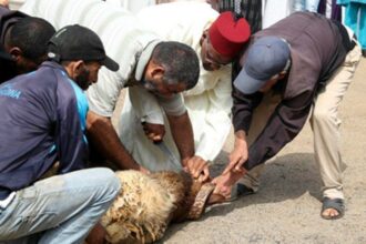 Vidéo. Aïd Al Adha: comment choisir et prendre soin du mouton?