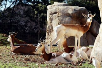 Zoo de Rabat: naissance de plus de 150 animaux en 2019