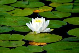 Le plus grand nénuphar du monde au Crocoparc d'Agadir