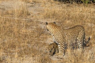 Le Maroc abrite-t-il encore des léopards de l’Atlas?