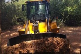 Pesticides non homologués: destruction de 136 t de pommes de terre à Berkane