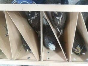 Espèces menacées: saisie de 26 faucons vivants à l'aéroport Mohammed V